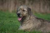 IRISH WOLFHOUND 332